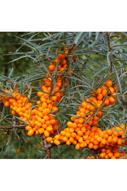 Ягоди обліпихи ‘Медова’ крупним планом